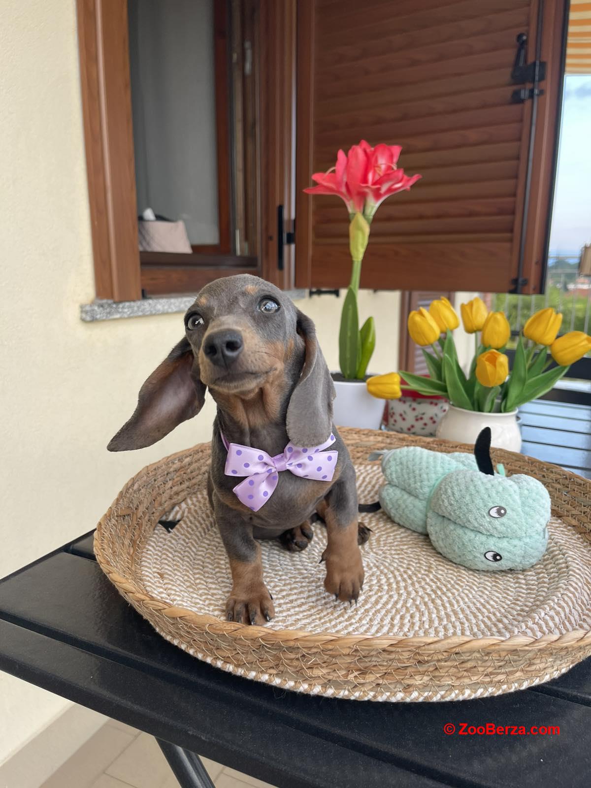Patuljasti jazavicar egzoticne boje stenci
