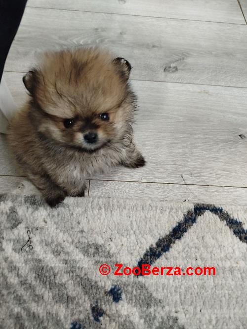 Prelepi Bo medvedici 