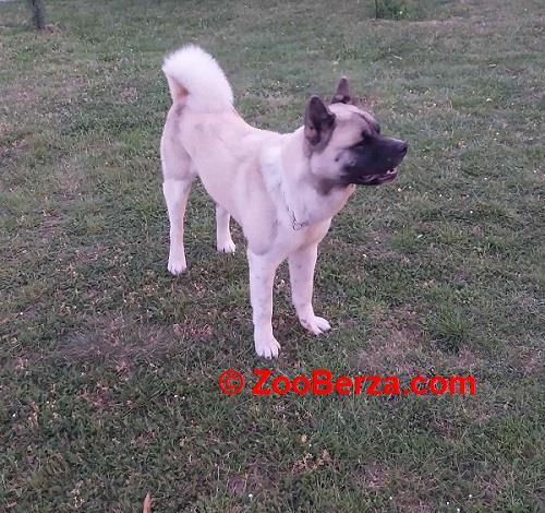 Američka akita, parenje 