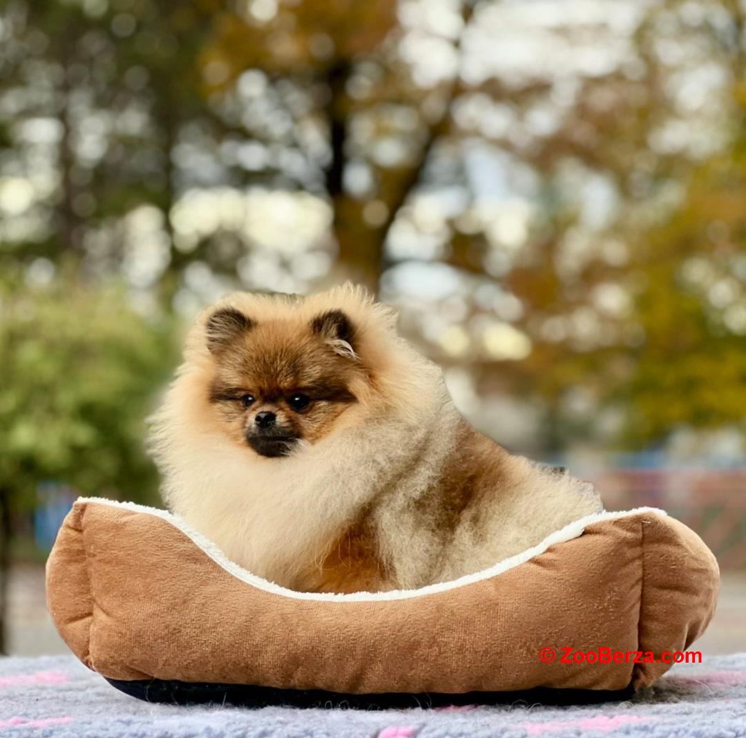 Pomeranac s pedigreom