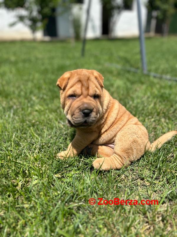 Shar pei – šar pej stenci