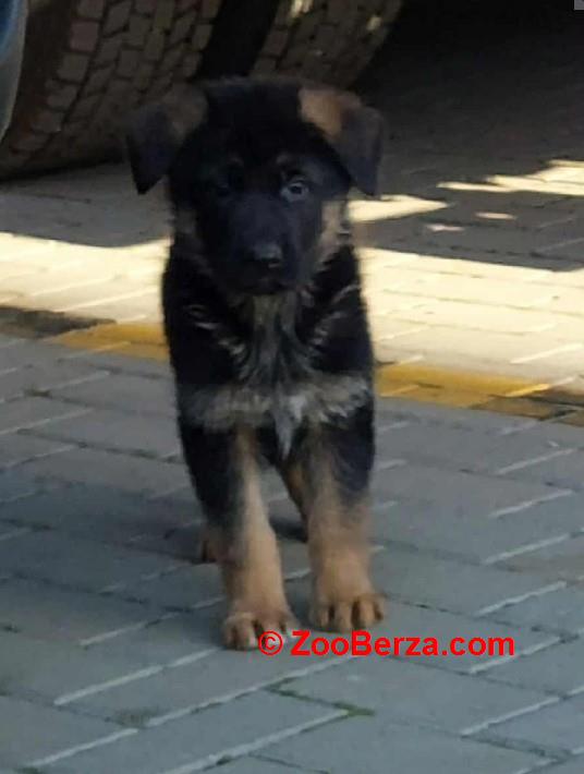 Nemacki ovcar stenad