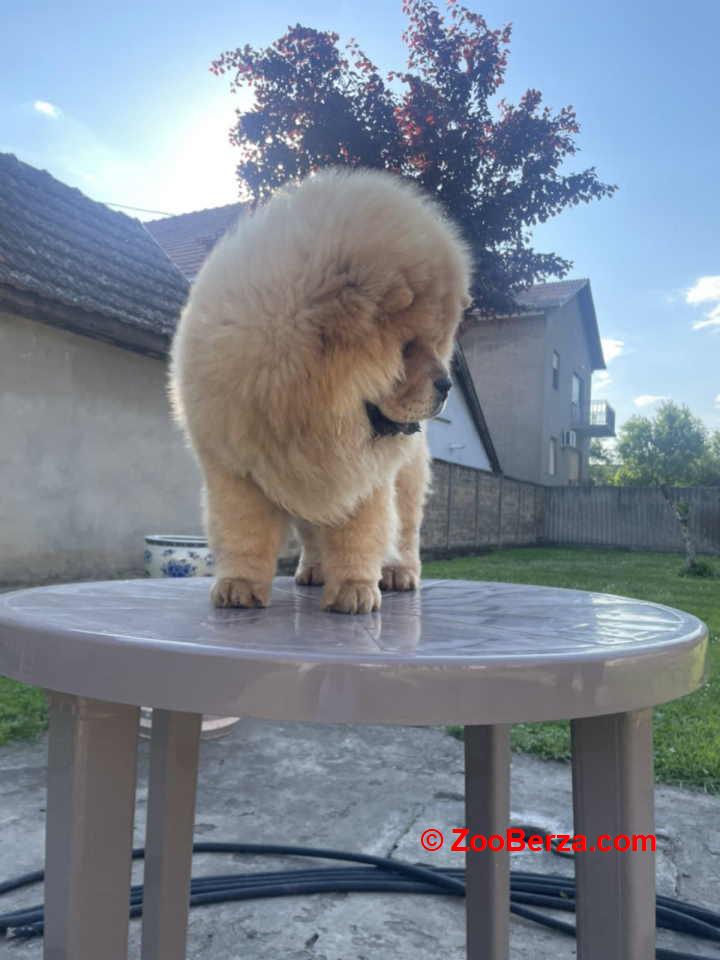 ČAU ČAU mužjak, četiri ipo meseca star 