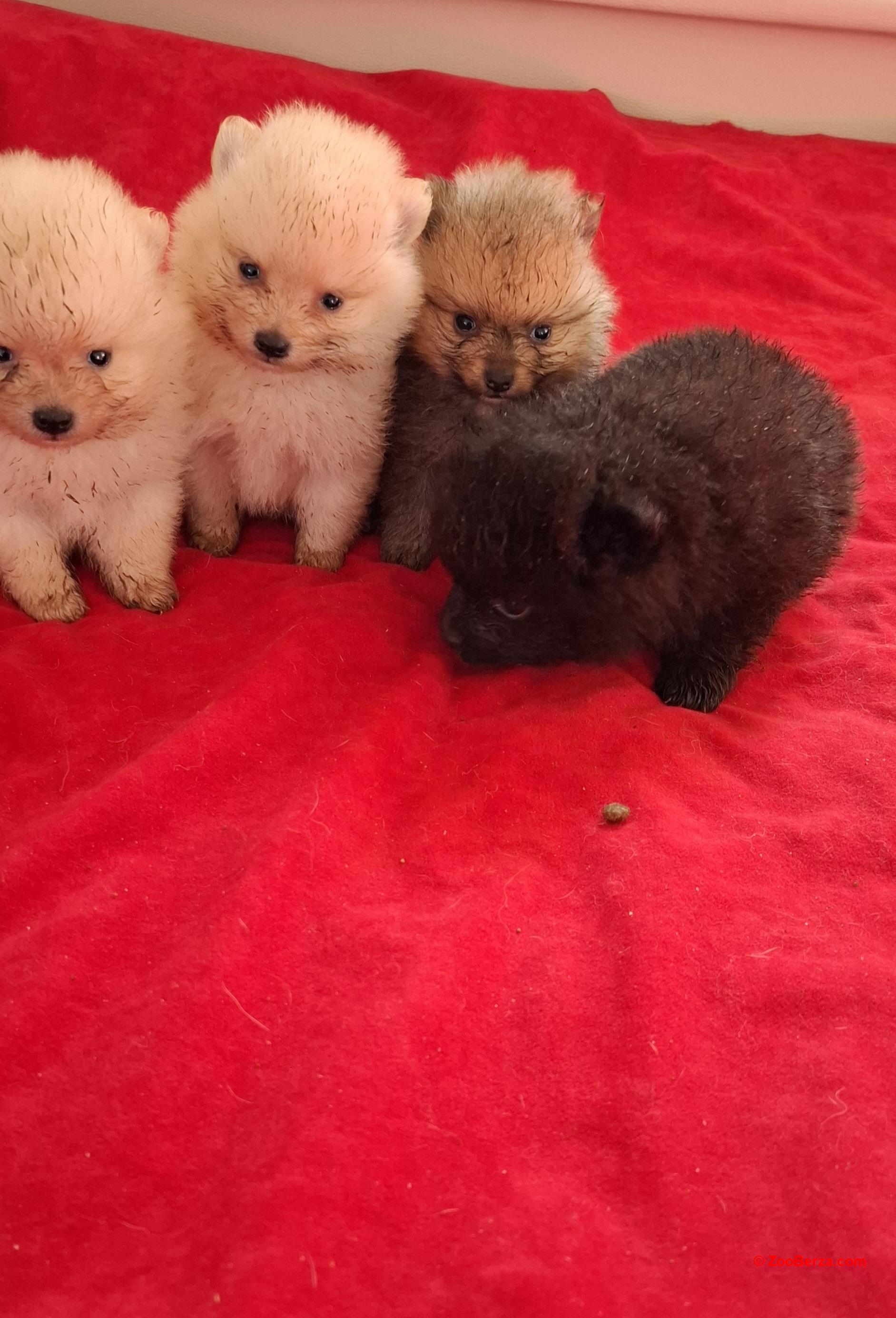 Pomeranski spic stenci prelepe bebe