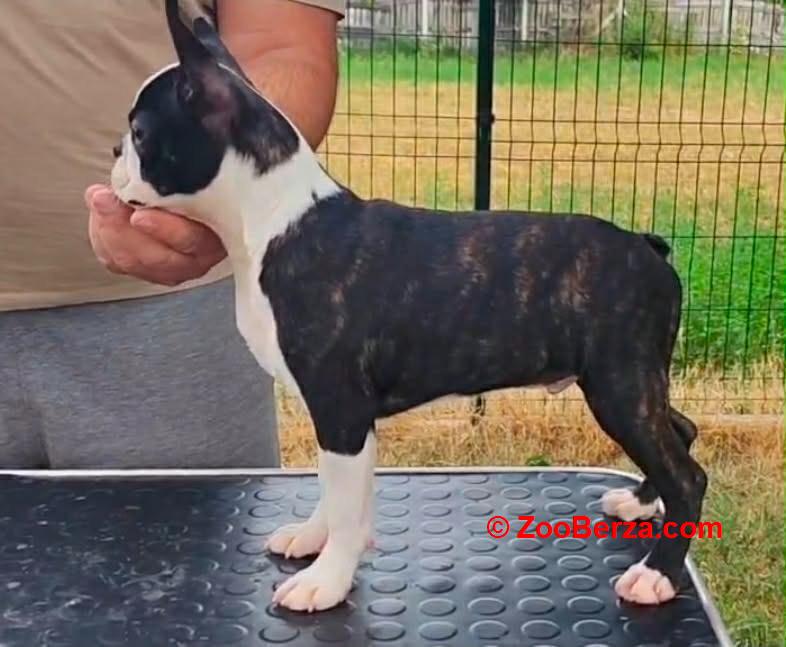 Boston terrier musko stene