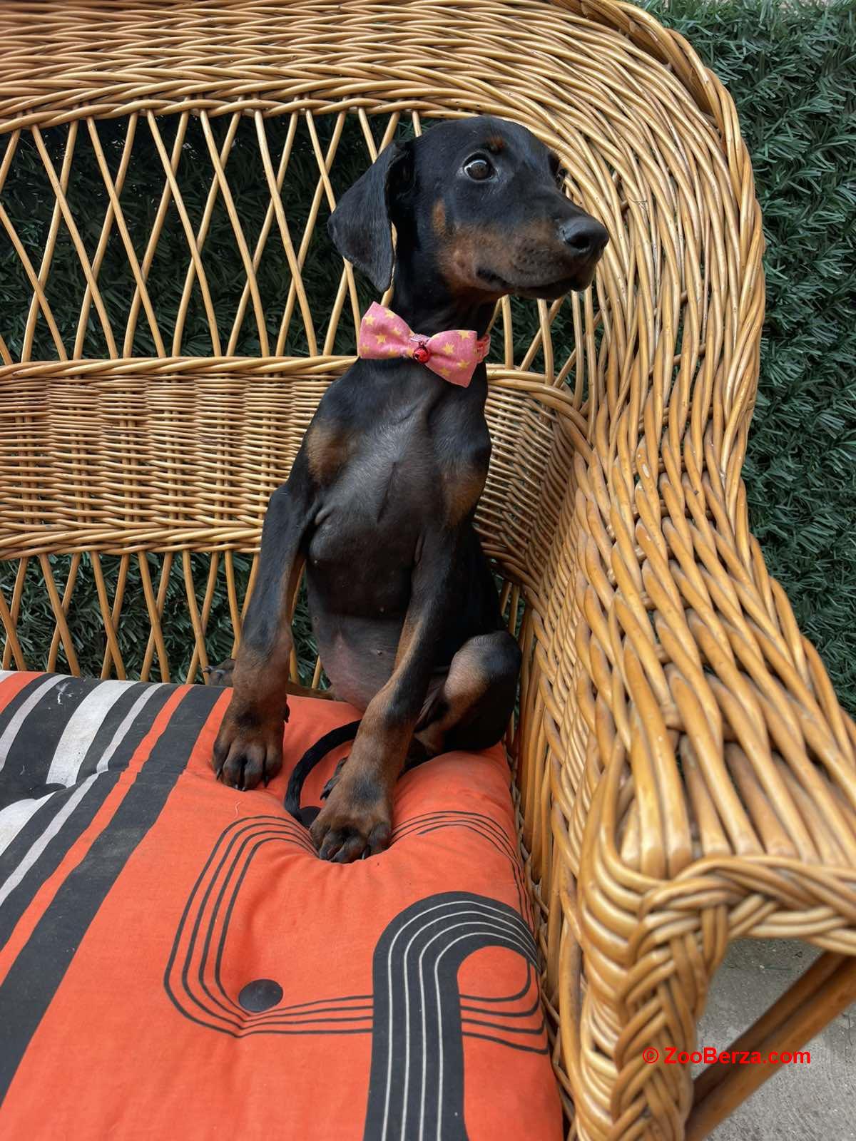 Doberman štenci
