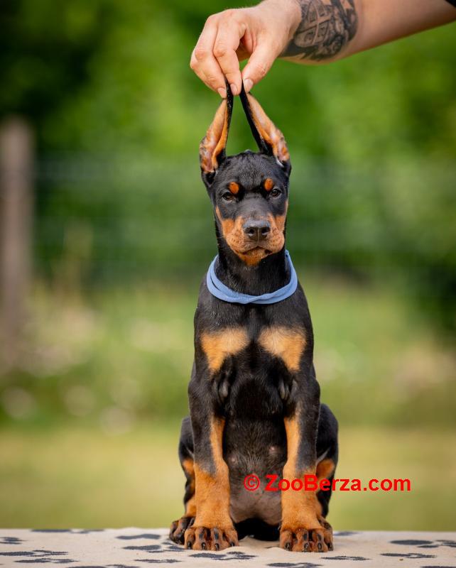 Doberman prelepi štenci