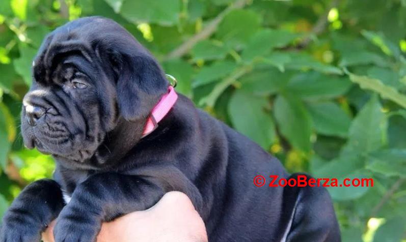 Cane Corso Kane Korso NOVO LEGLO