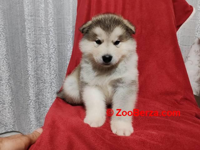 Aljaski malamut štenci