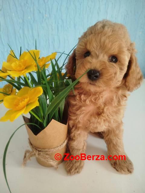 Aprikot Toy pudle štenci