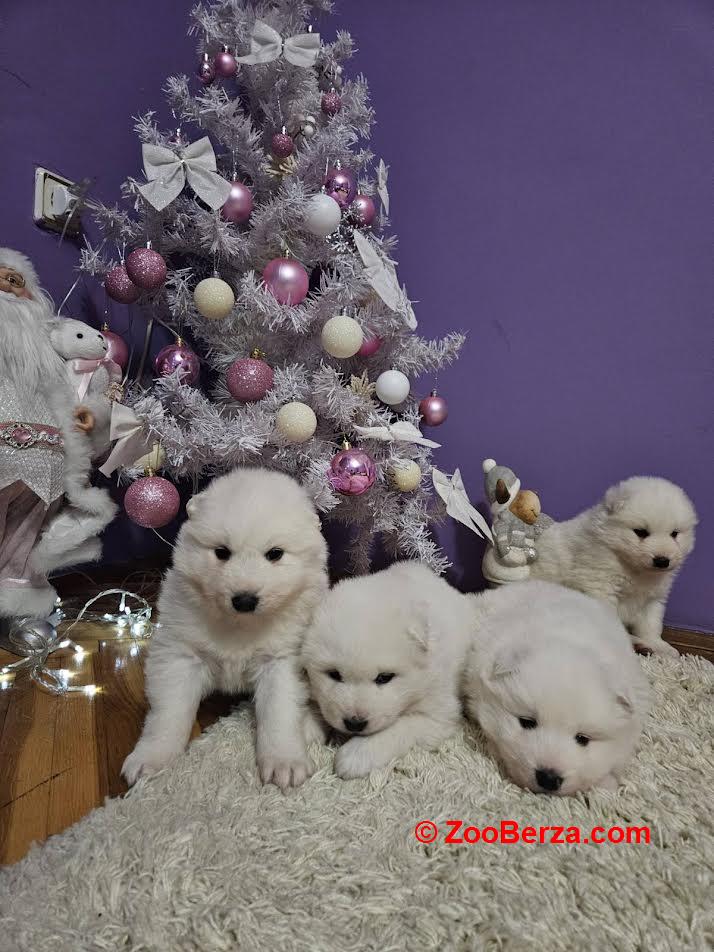 Samojed