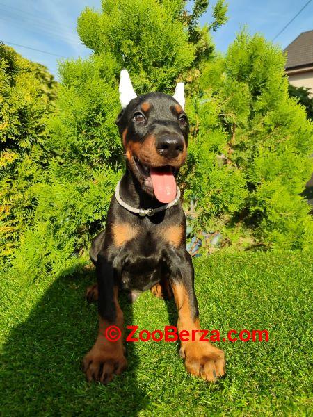 Doberman štenci