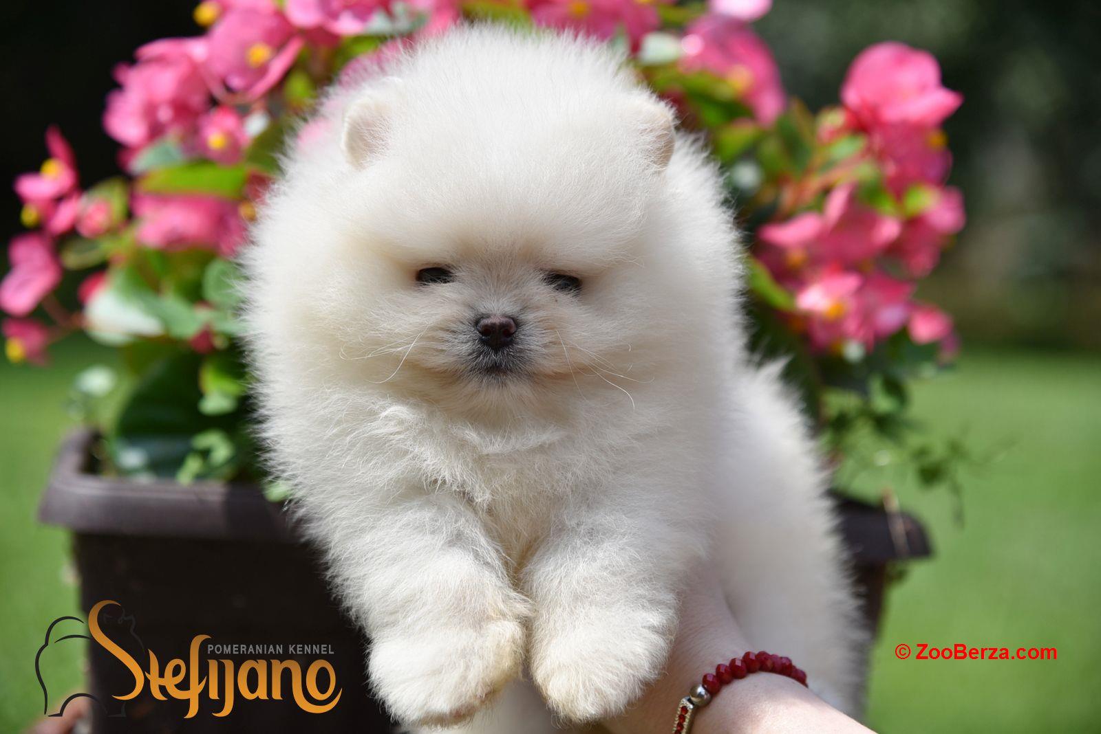 Pomeranac BOO medvedići