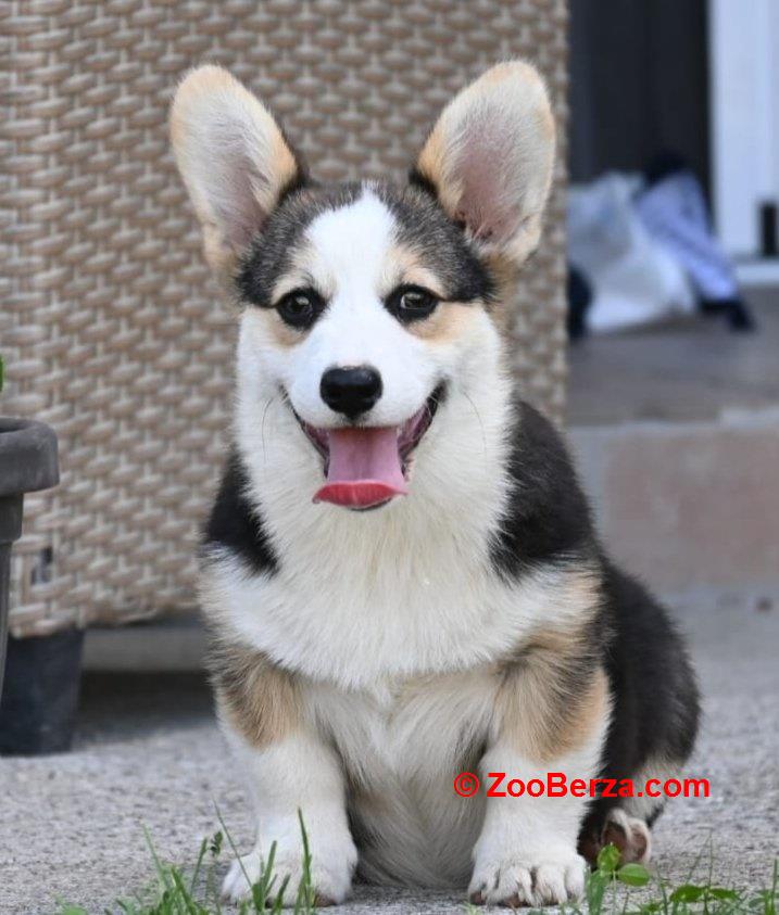 Velški korgi/Welsh Corgi Pembroke