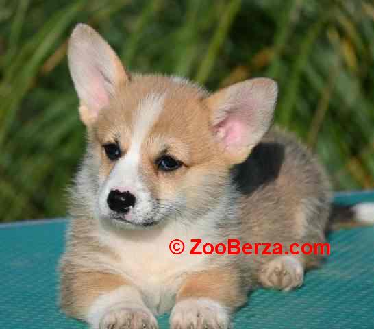Velški korgi, Welsh Corgi Pembroke štenci