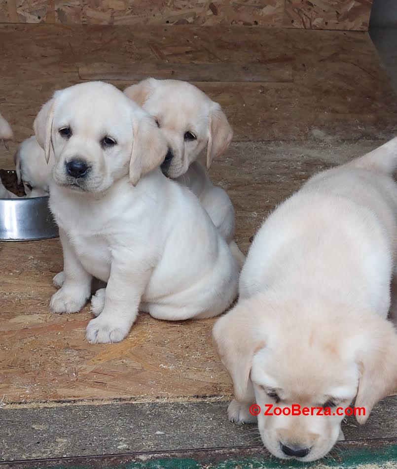 Labrador retriver