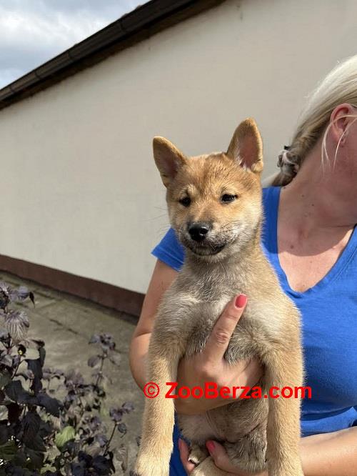 Štenci Shiba inu 