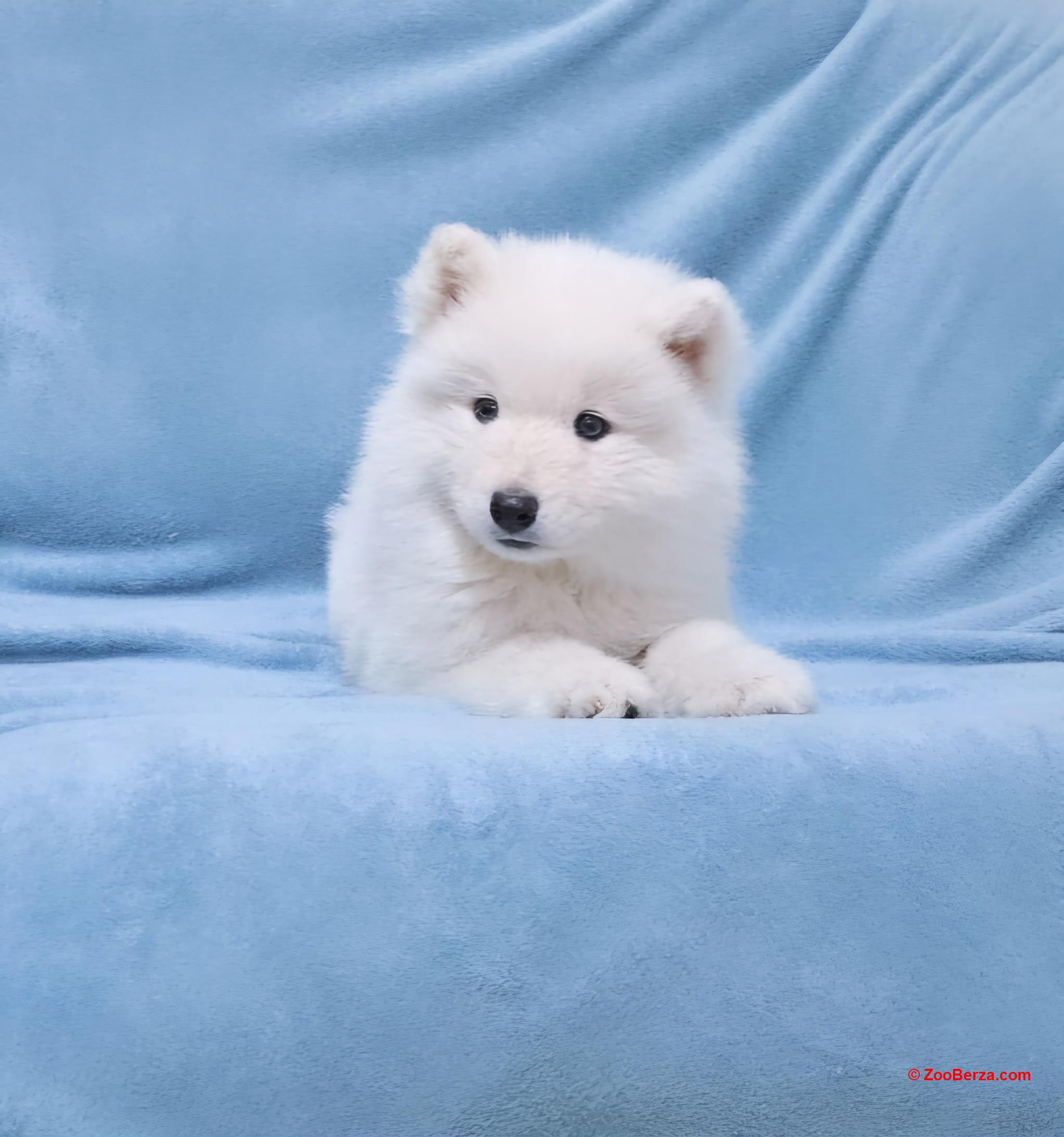 Samojed