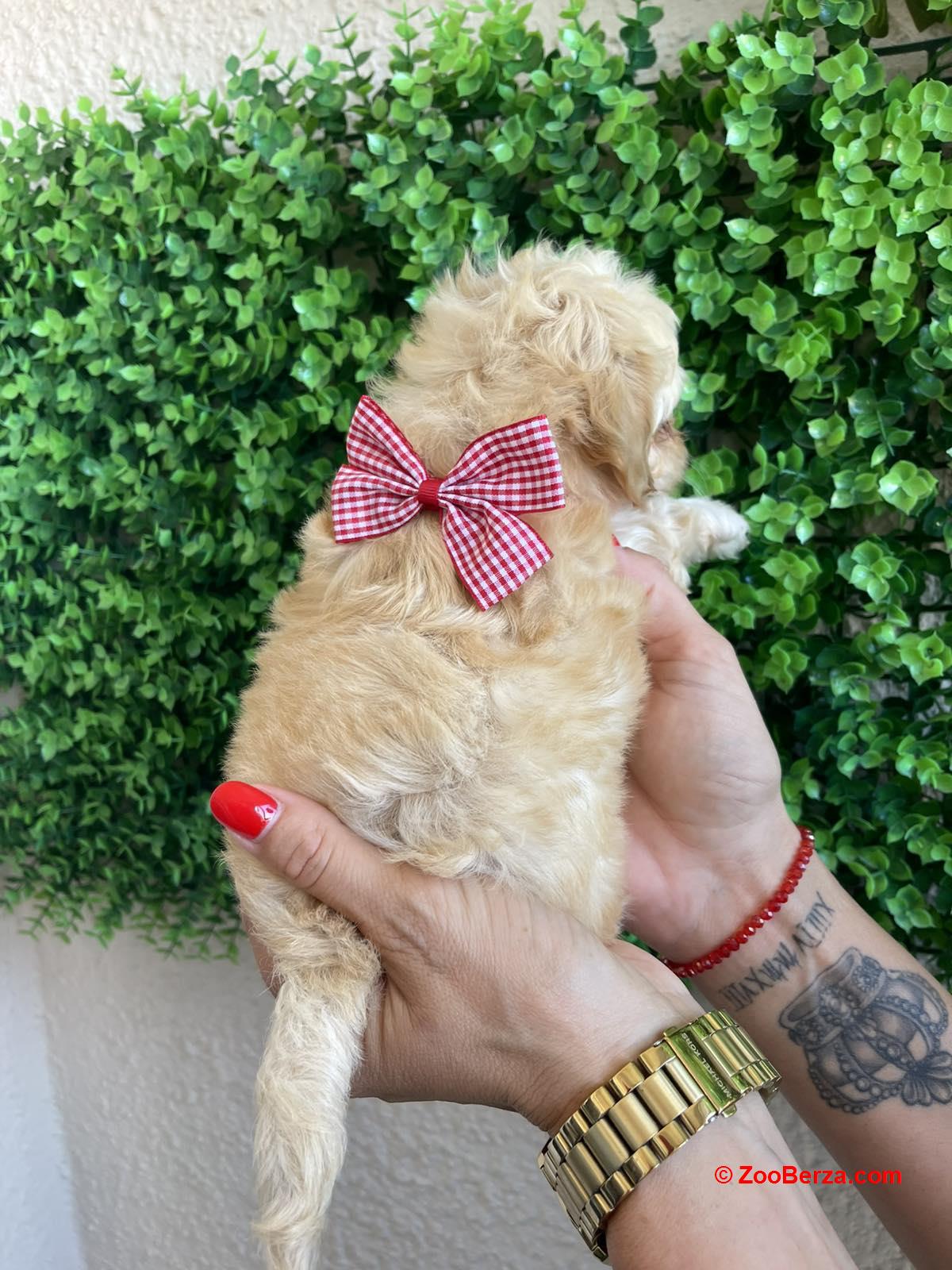 Maltipoo prelepi stenci