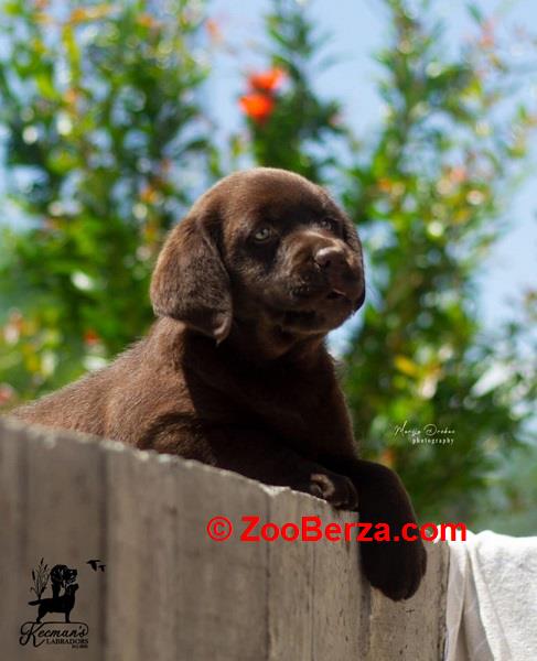 Labrador Retriver štenci, čokoladni 