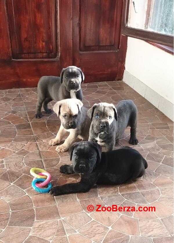 Cane Corso