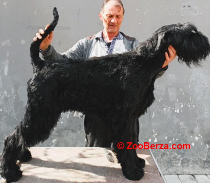 Veliki snaucer stenad