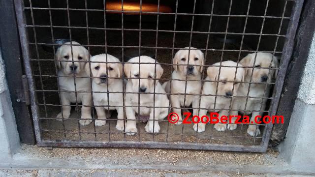 Labrador Retriver štenci