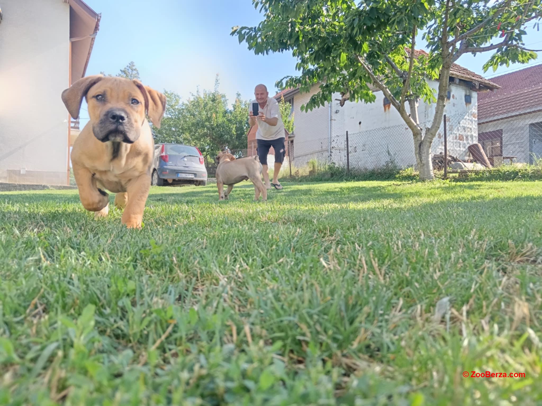Južnoafrički mastif Boerboel štenci