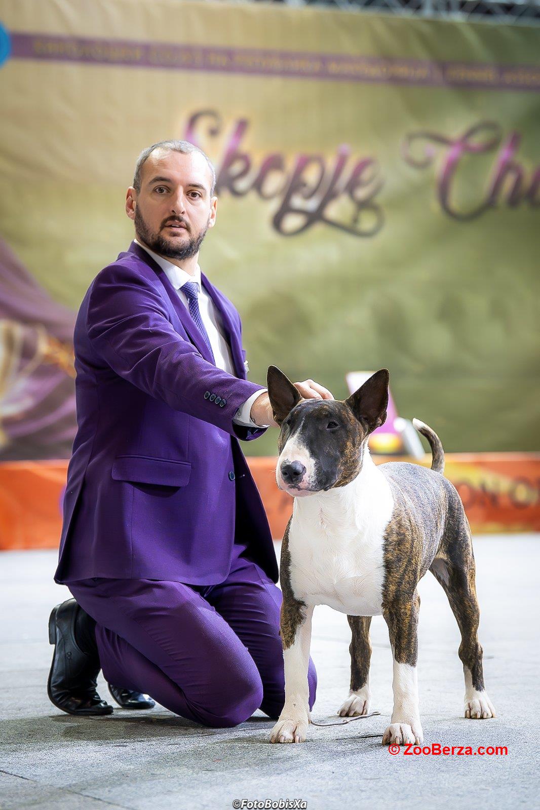 Bull terijer za Parenje 