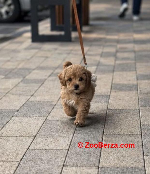 Maltipoo vrhunske genetike