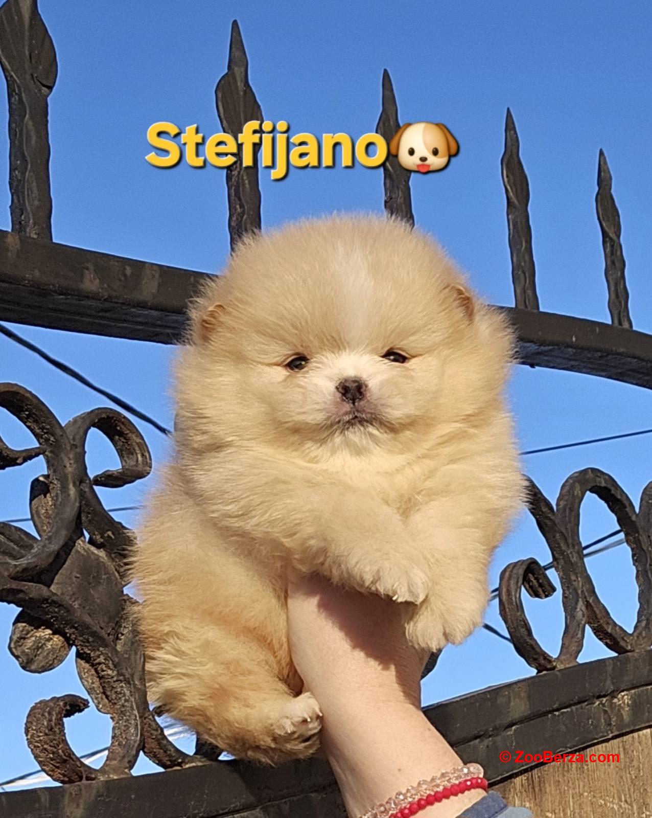 Pomeranac Boo štenci CHOCOLATE & TAN NOVO