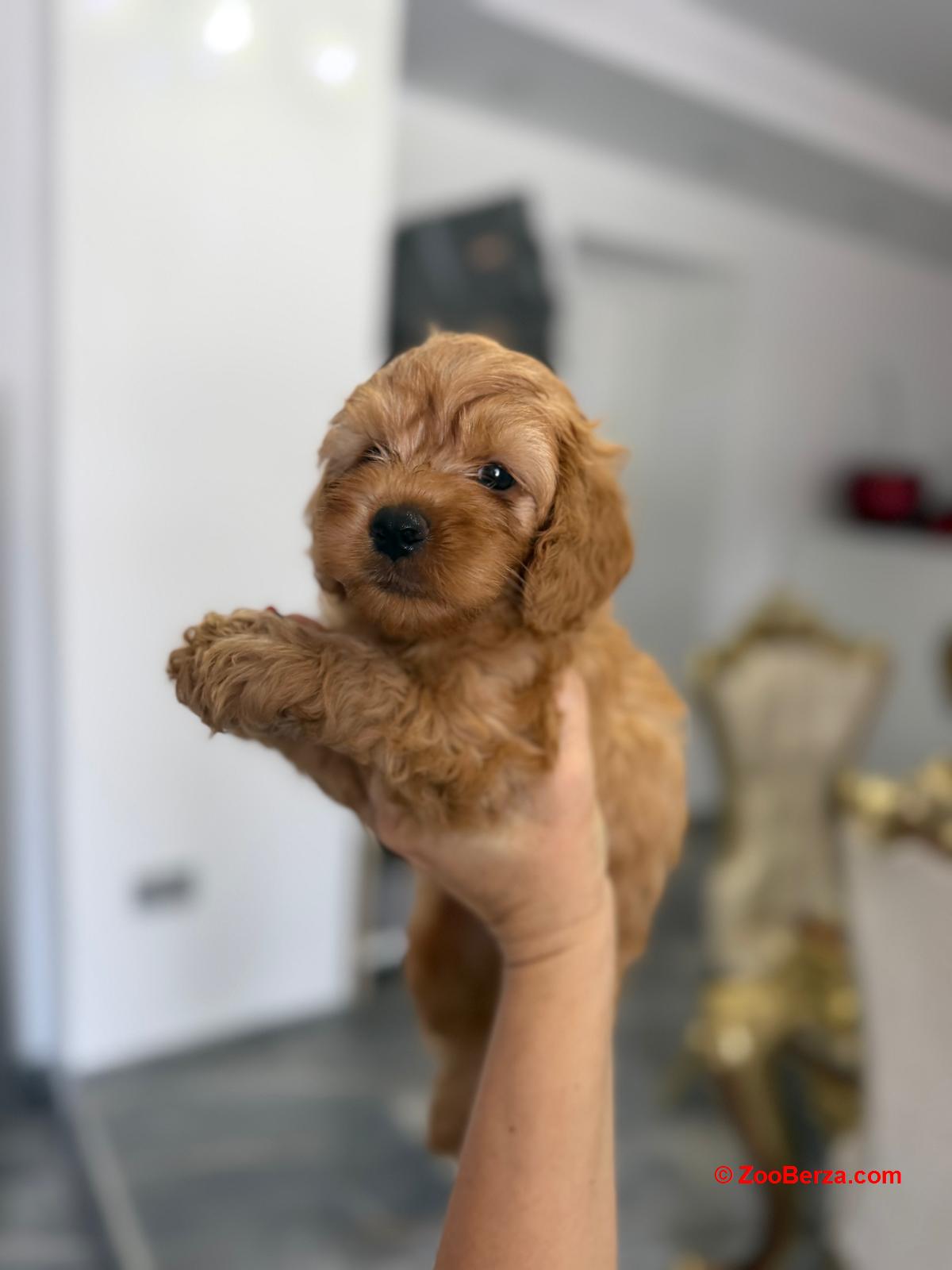 Goldendoodle prelepi štenci