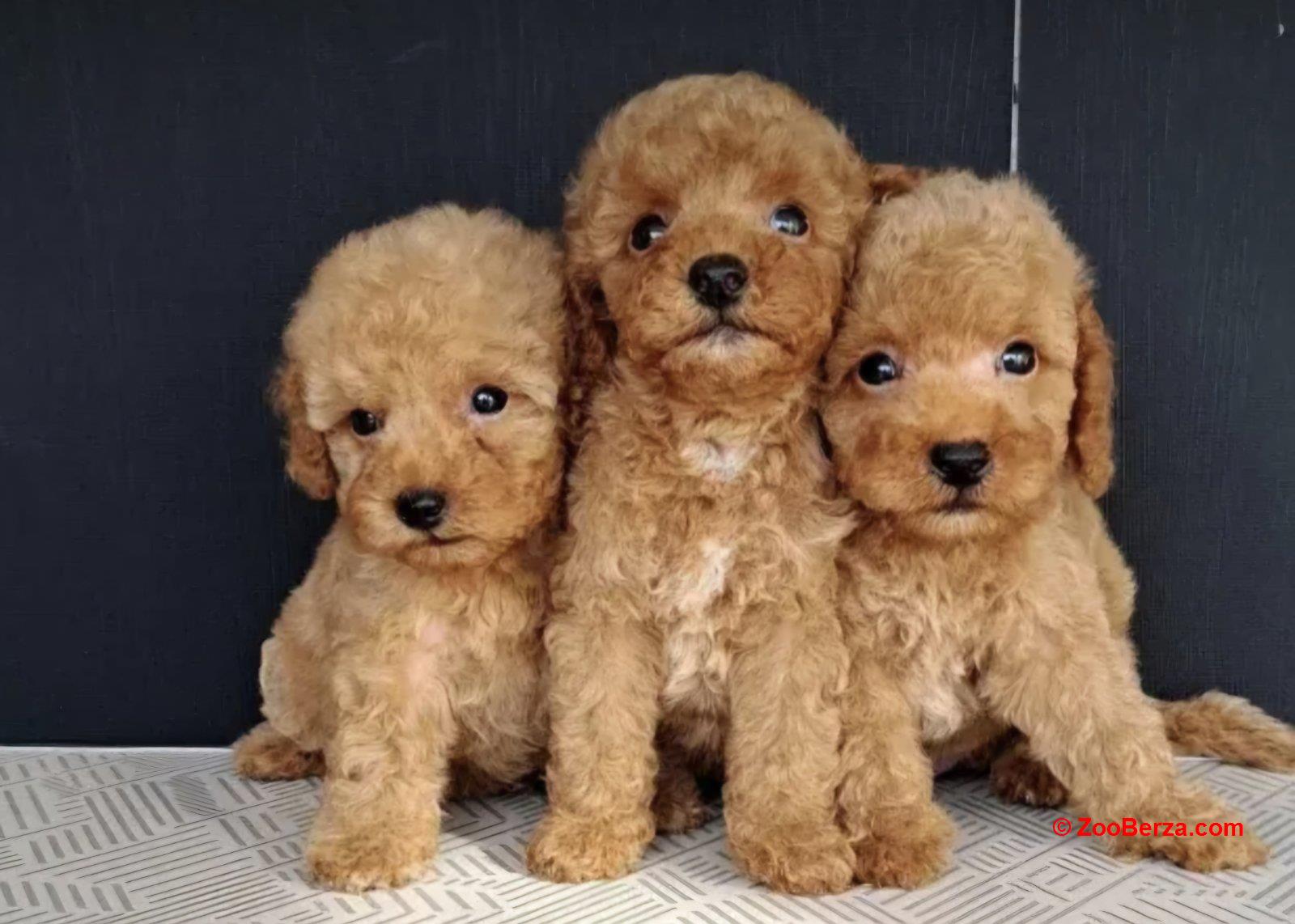 Maltipoo štenci