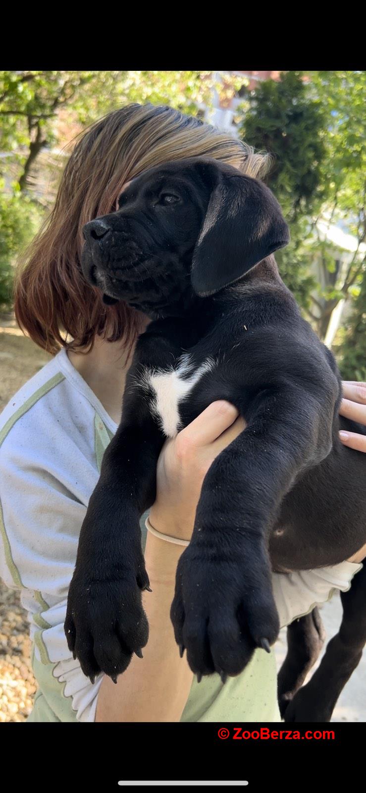 Juznoafricki mastif-Boerboel