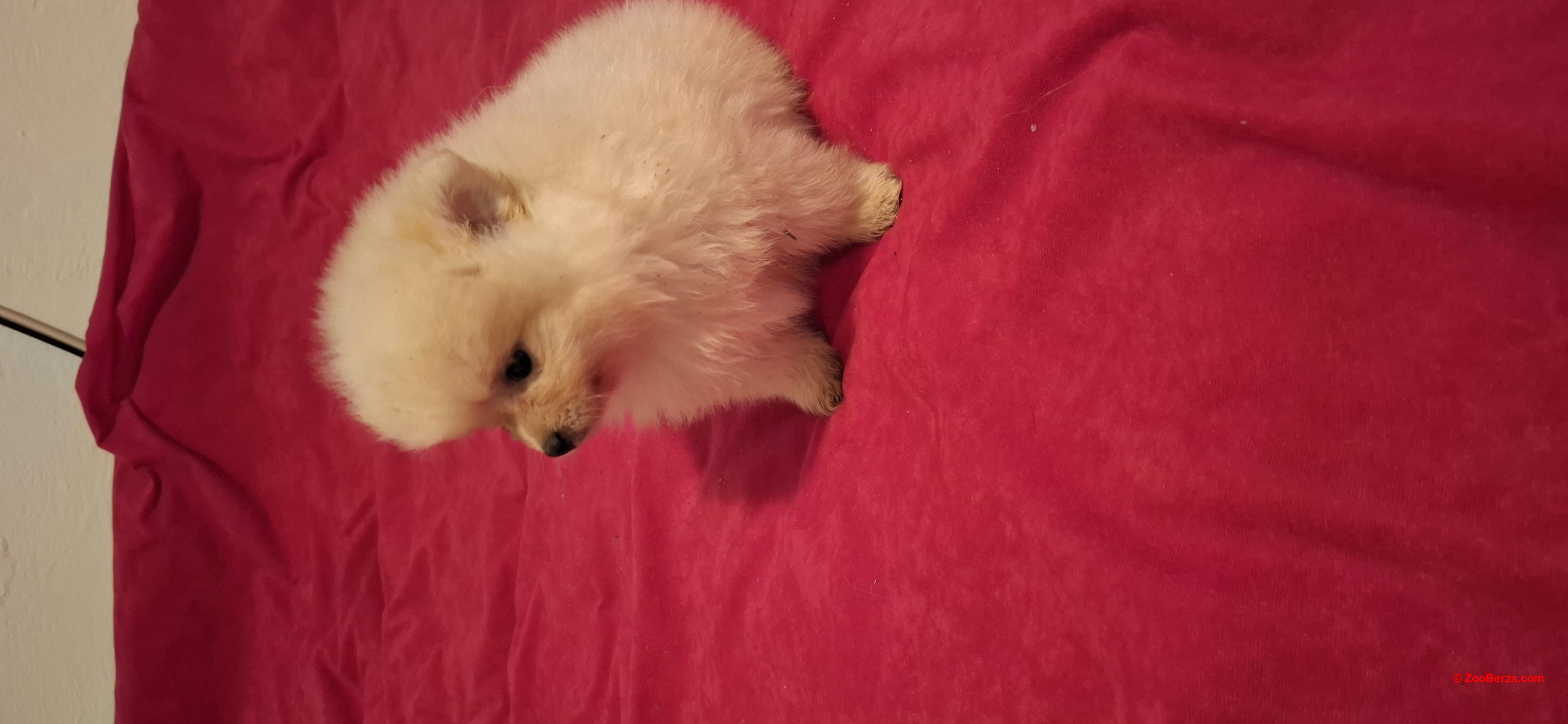 Pomeranski spic