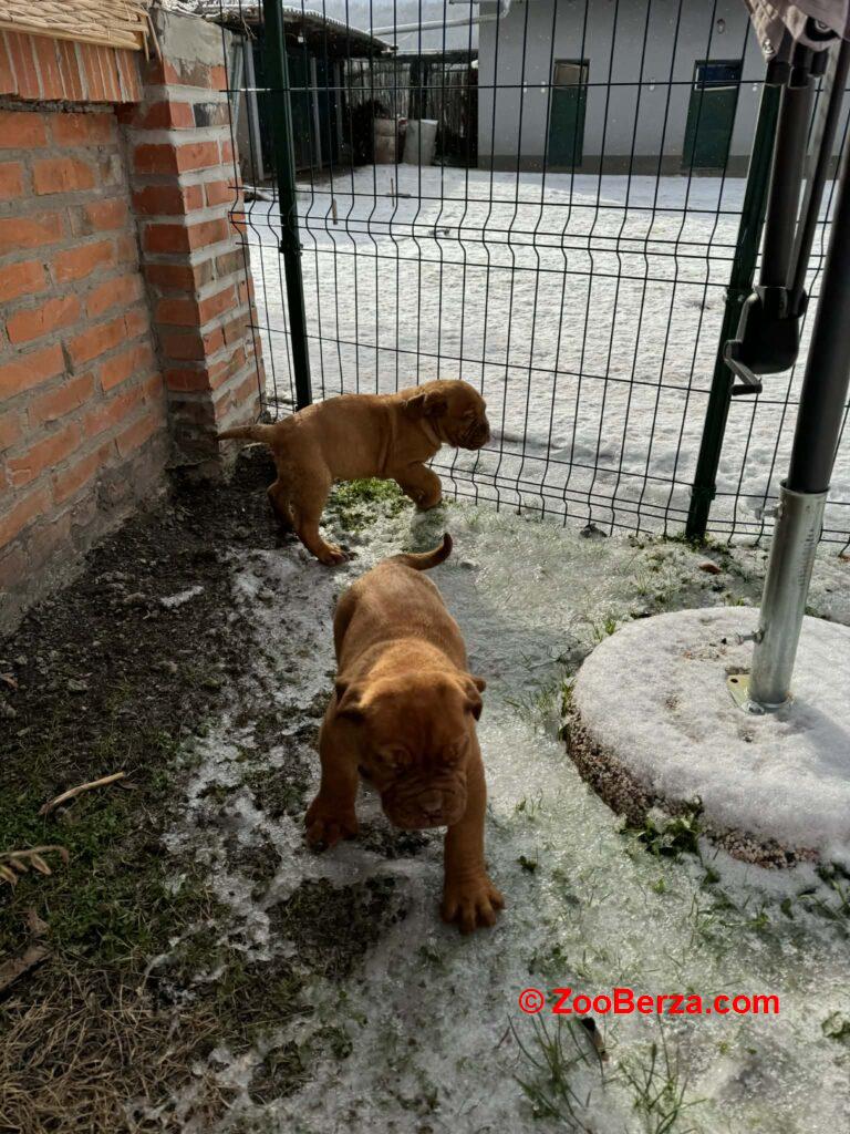 Bordoska Doga (Dogue de Bordeaux) prelepi stenci