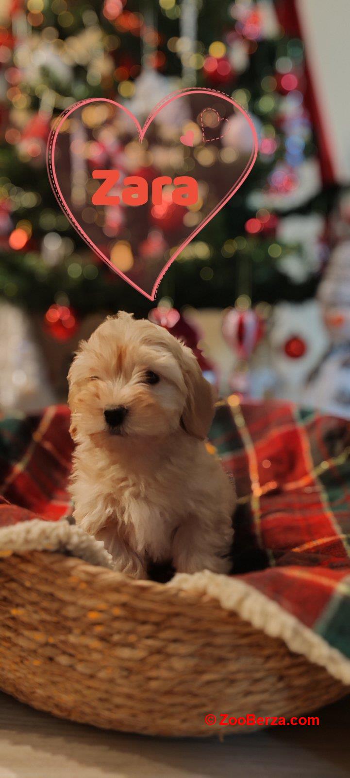 Havanski bišon, Havanezer štenci