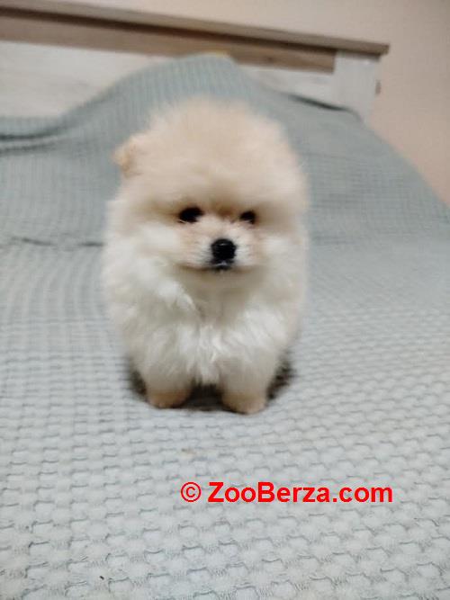 Prelepi Bo medvedici 