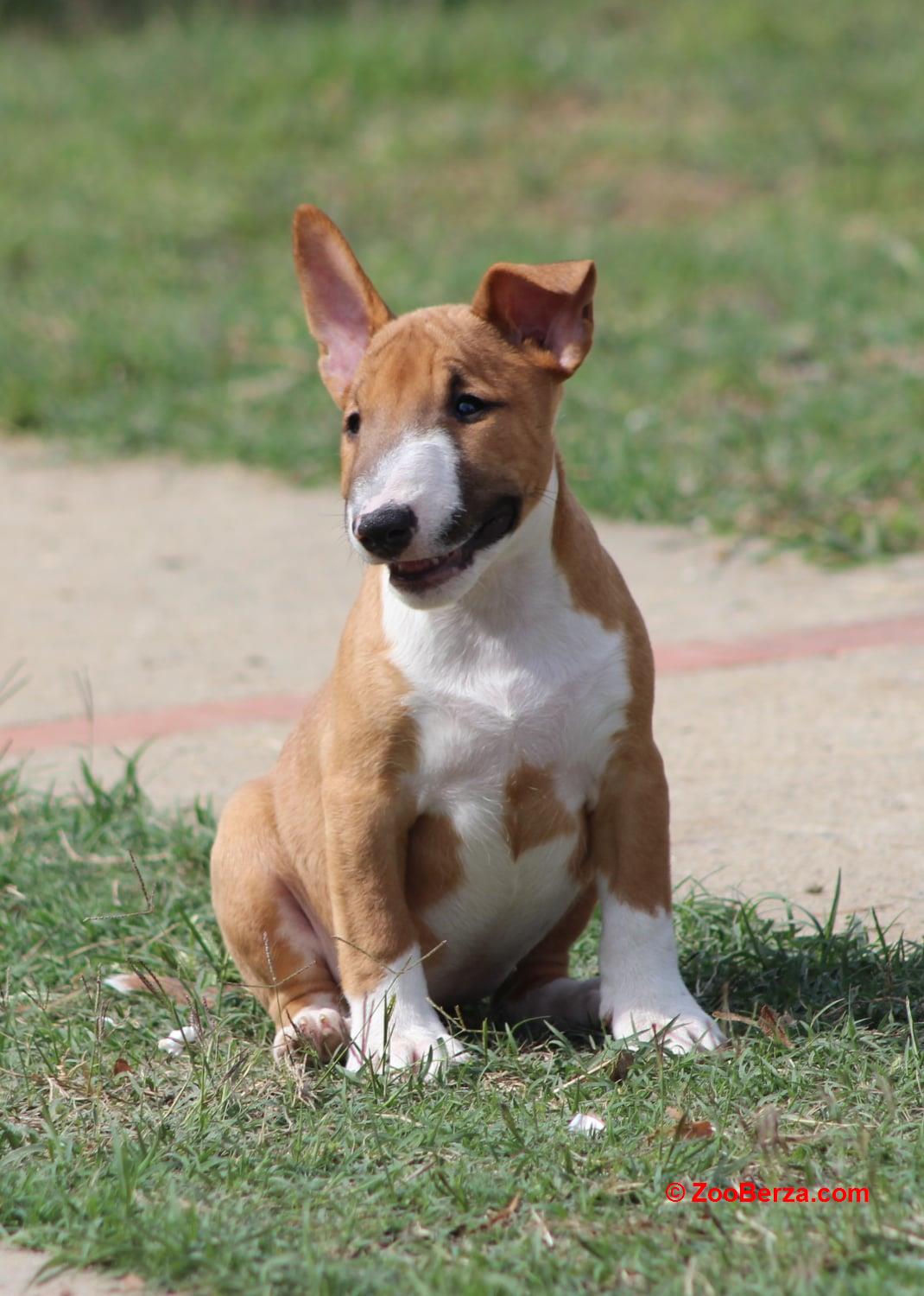 Mini Bull Terijer prelepi štenci