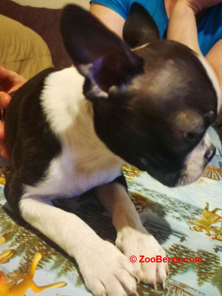 Boston terijer dve devojčice I tri dečaka 