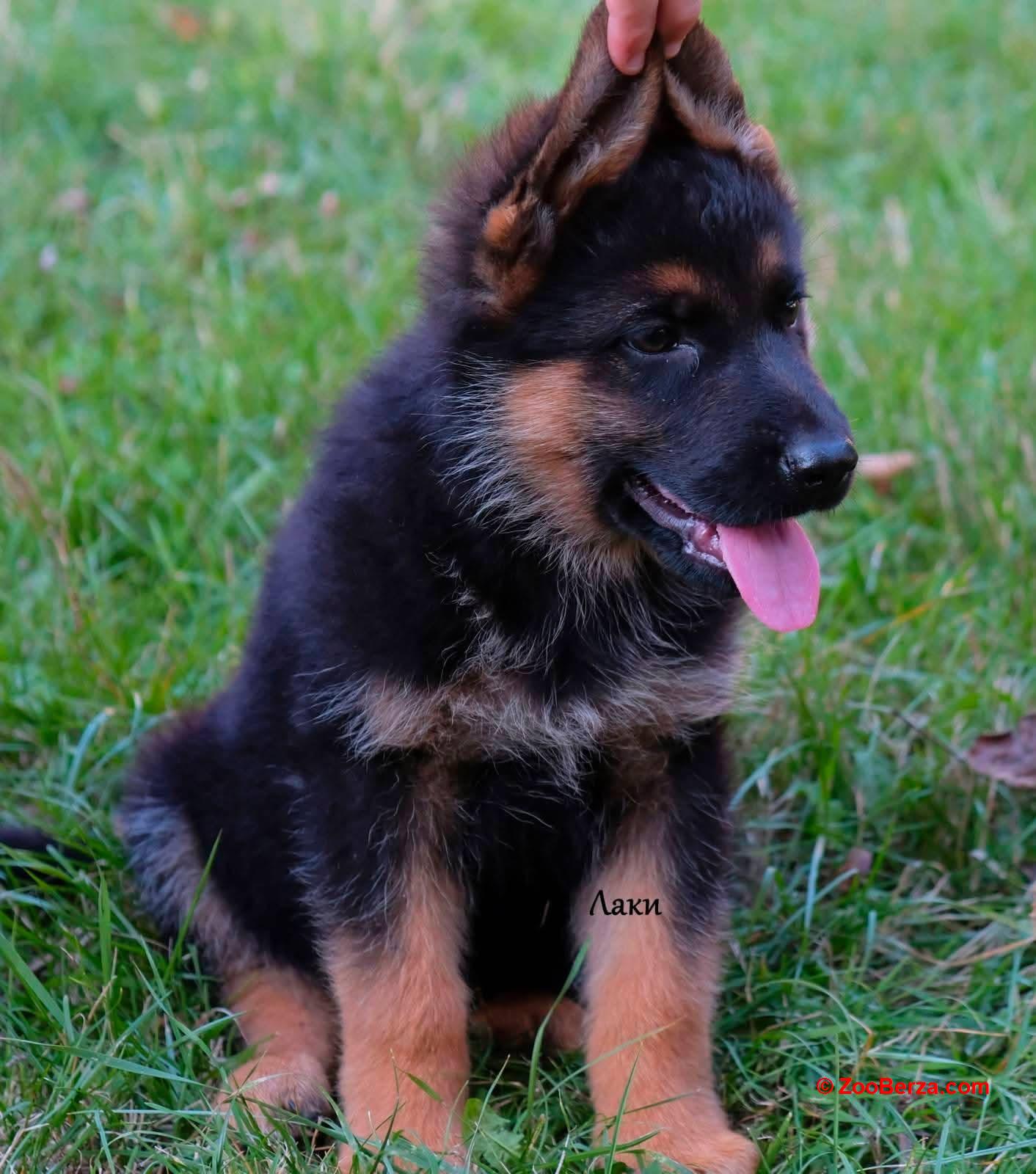 Rotvajler , štene -dostava 