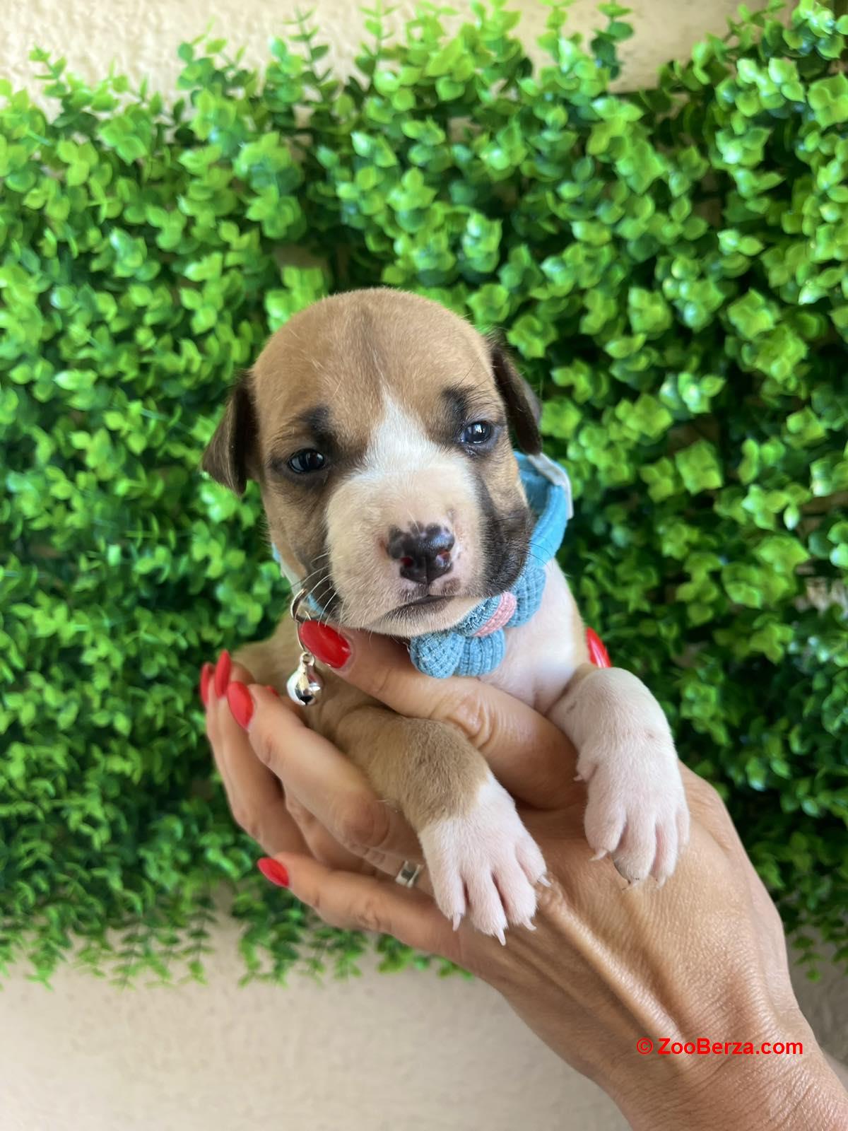 Pit Bull terijer prelepi stenci
