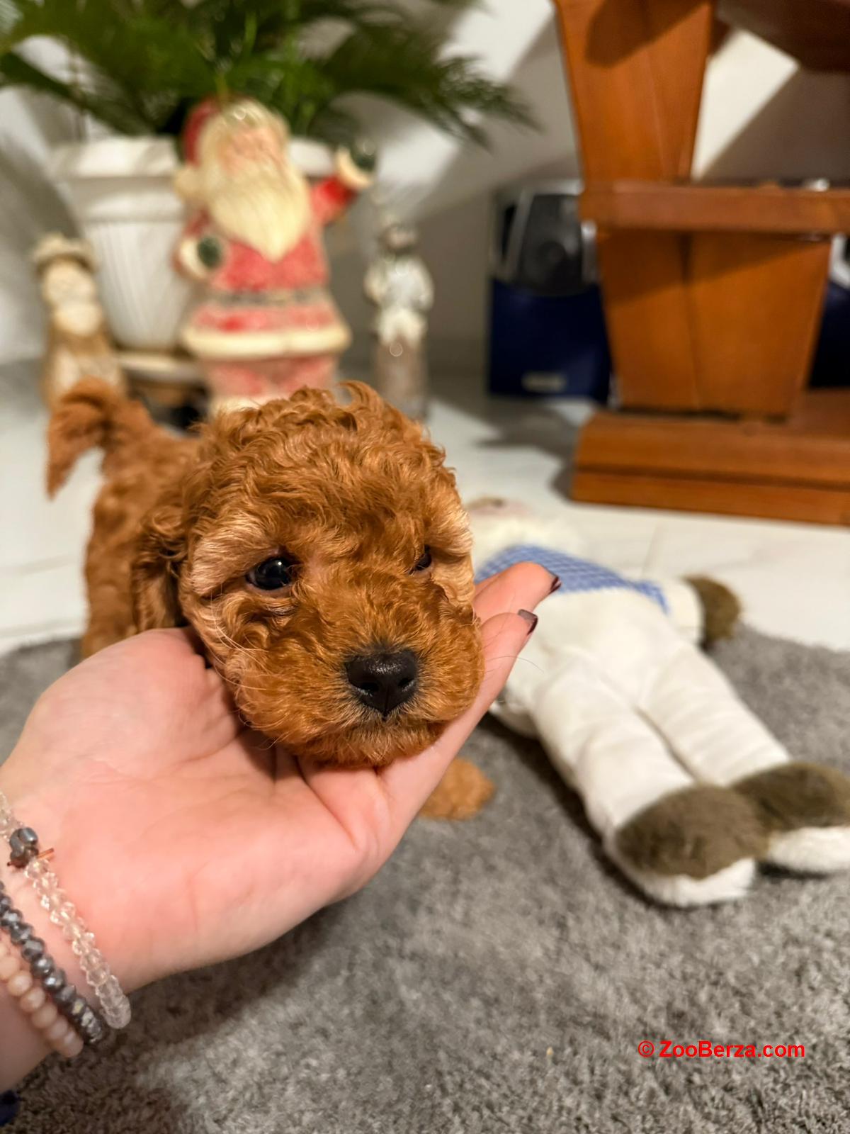 Crvena Toy Pudla žensko štene