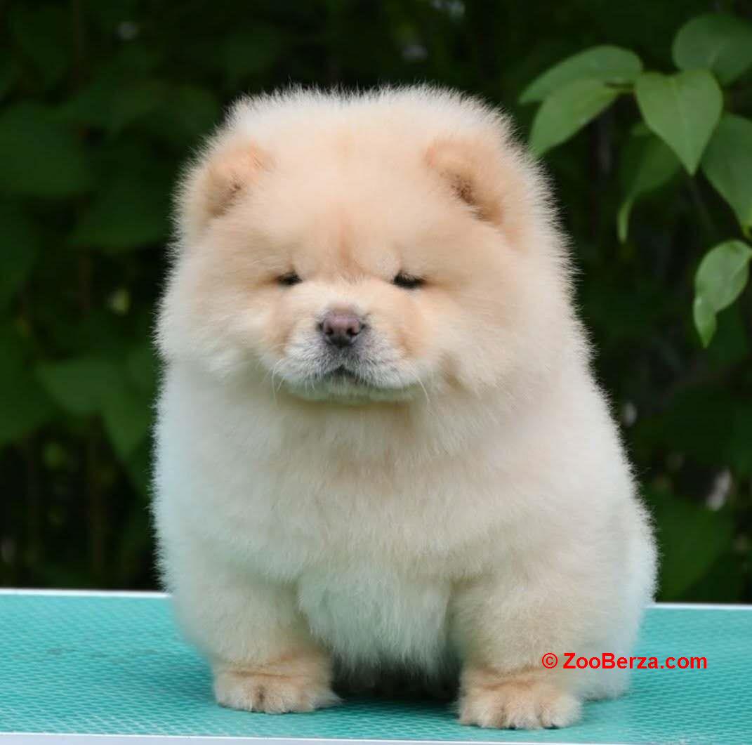 Chow chow-cau cau