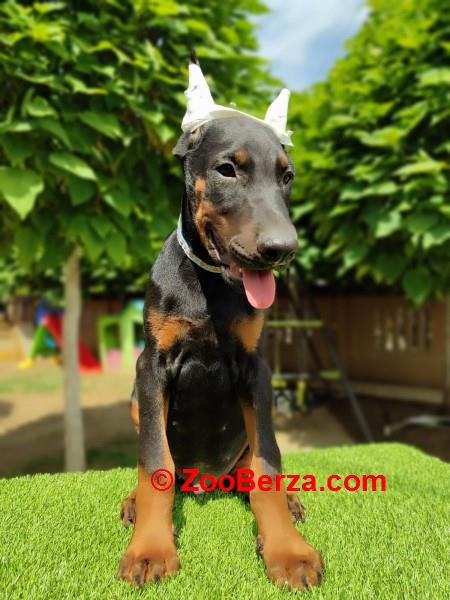 Doberman mužijaci