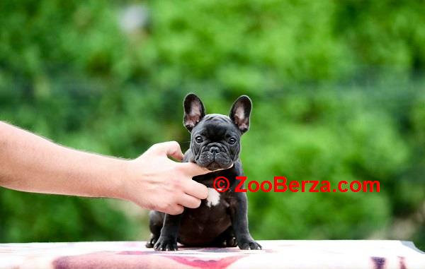 Francuski buldog, štenci vrhunskog porekla 