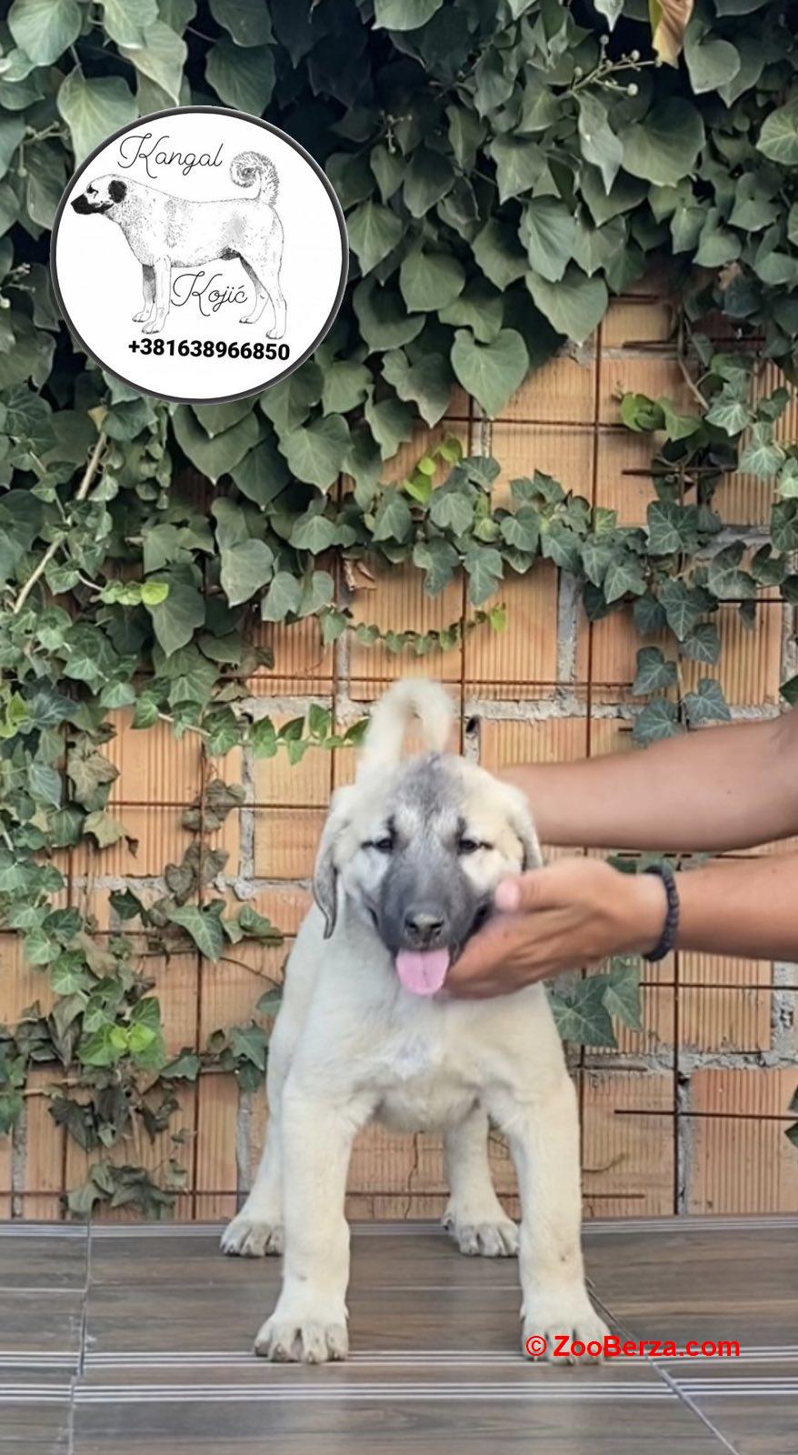 Turski Kangal štenci