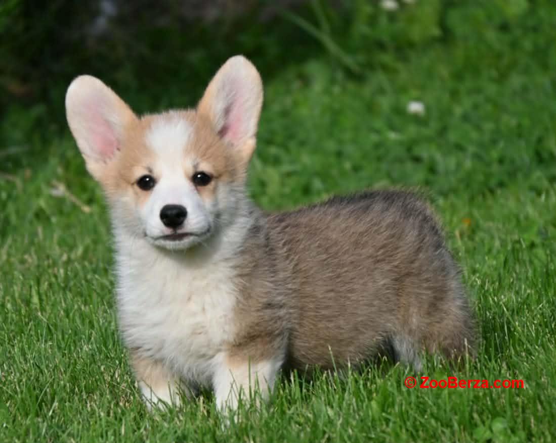 Velški korgi/Welsh Corgi Pembroke