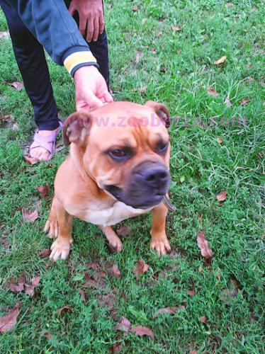 Boerboel-Burbul