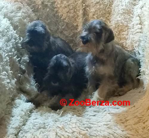 Štenci patuljastih šnaucera vrhunskih krvnih linija 